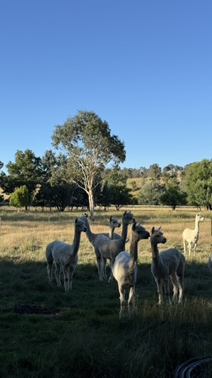 Alpacas in outback paddock, farmwork Australië