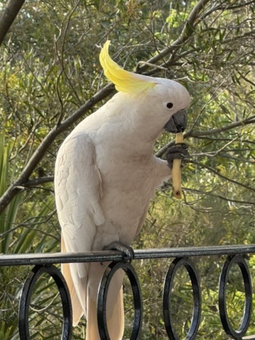 Witte kaketoe met gele kuif op een hek in Australië