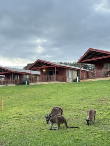 Kangaroos voor een camping lodge bij schemering