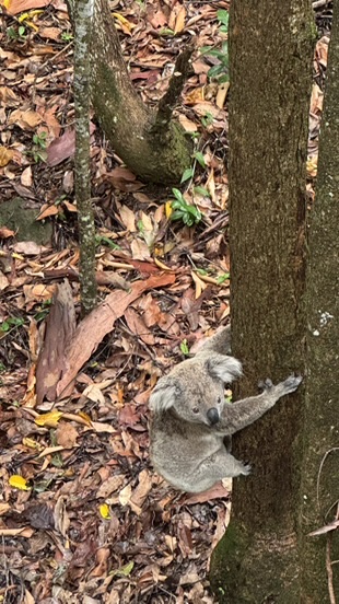 Koala gevonden in bosgrond, Australië