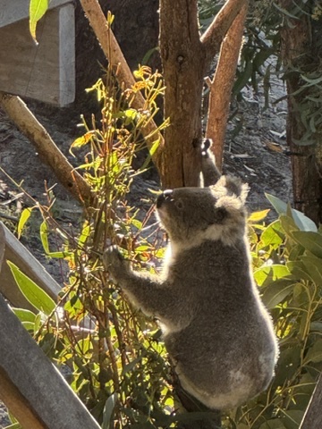 Koala klimt in eucalyptusboom, Queensland